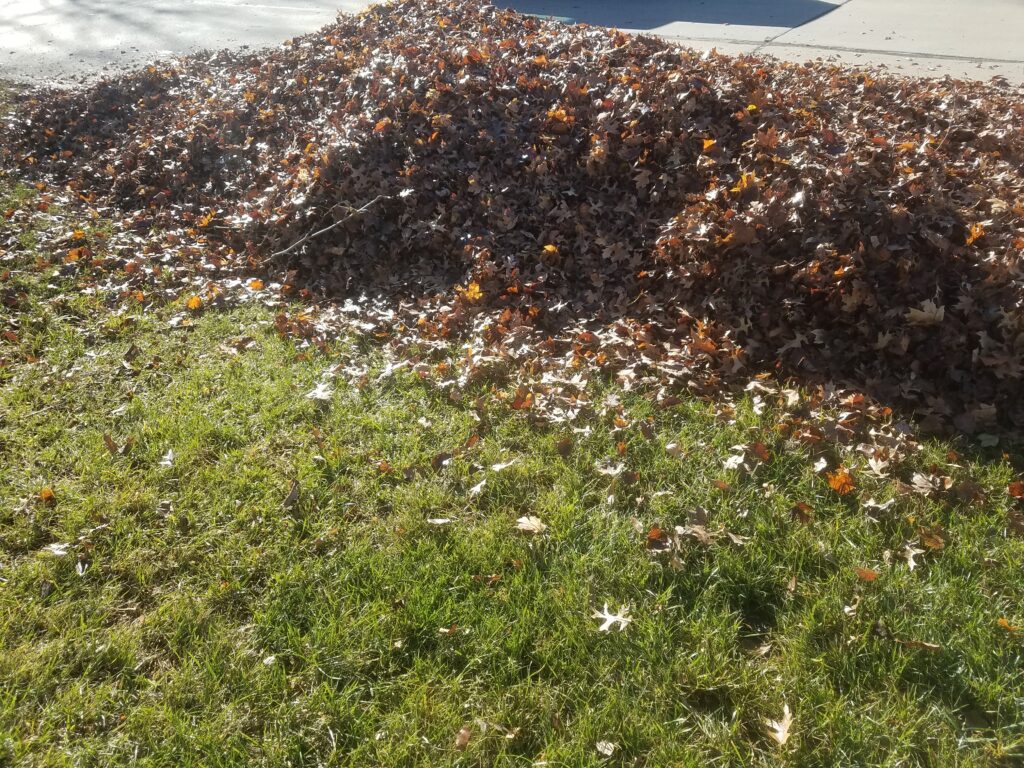 Pile of raked autumn leaves on a well-maintained lawn, showcasing seasonal landscape maintenance.